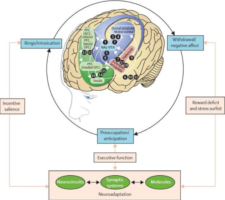 The disruption of neural circuits that contribute to alcohol addiction.