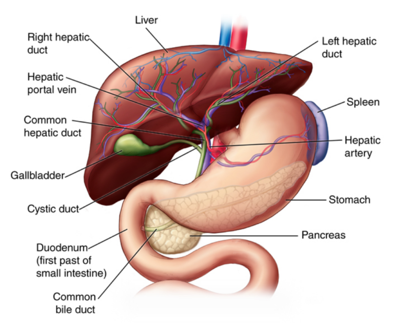 The liver