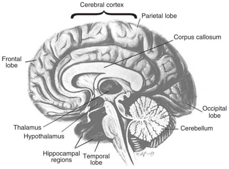 Brain regions vulnerable to alcohol.