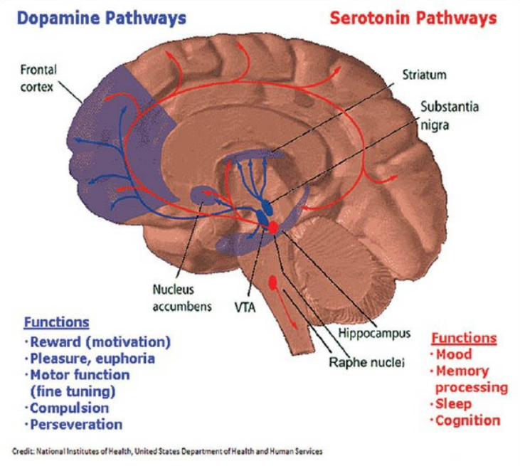 Dopamine and Serotonin pathways