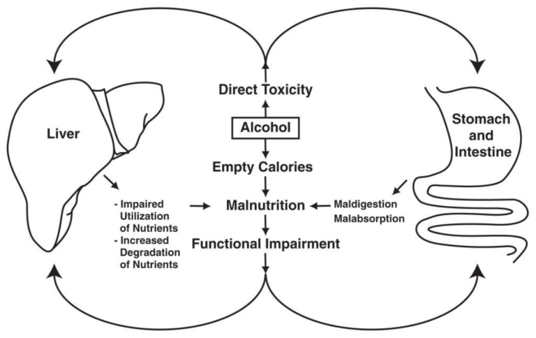 Alcohol's toxic effects on the liver.
