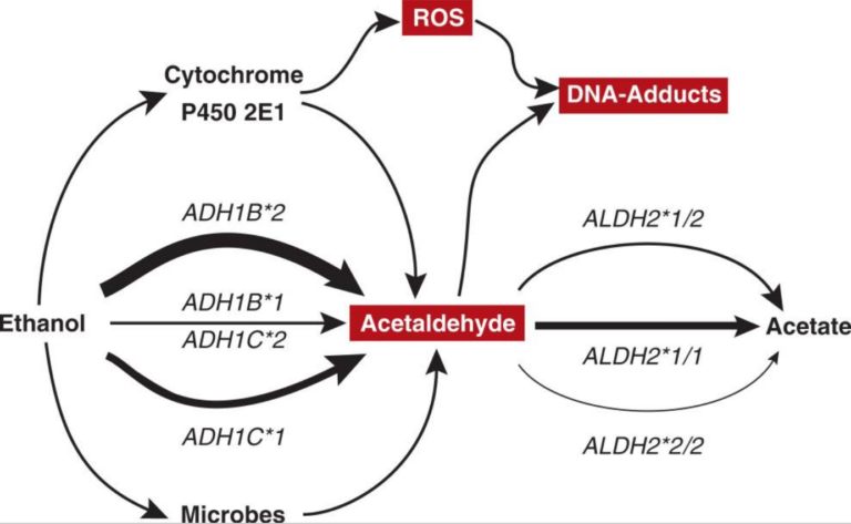 Alcohol metabolism.