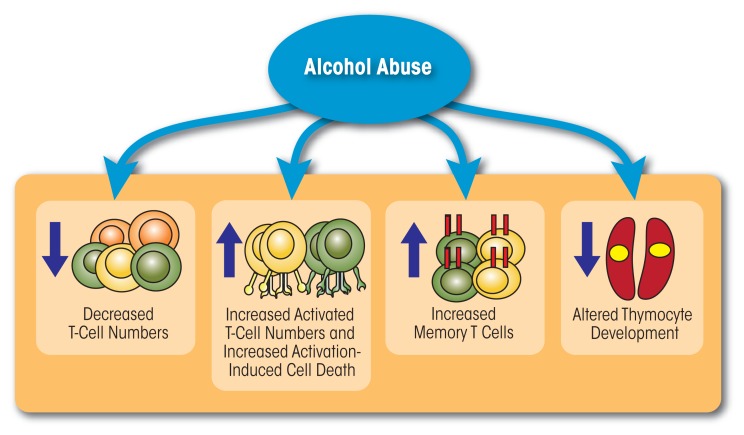 How alcohol abuse affects T-cells.