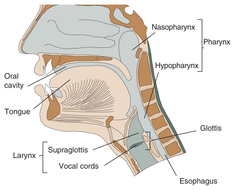 The upper aero-digestive tract.