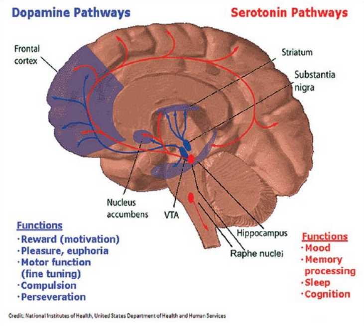 Neurotransmitters in alcoholism