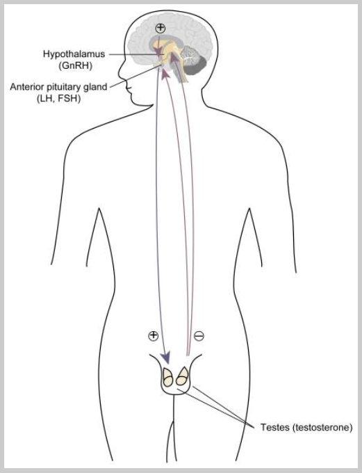 The hypothalamic-pituitary-gonadal axis.
