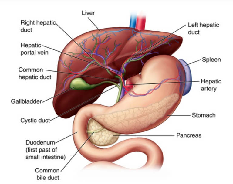 The pancreas.