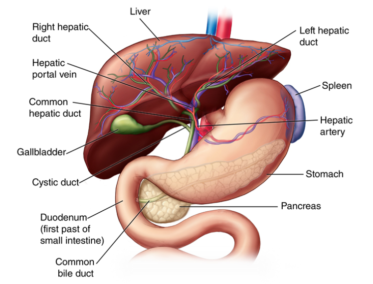 The anatomy of the liver.