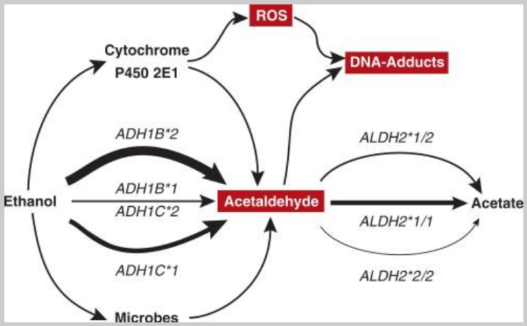 Alcohol metabolism. Source: https://www.ncbi.nlm.nih.gov/pmc/articles/PMC3860434/