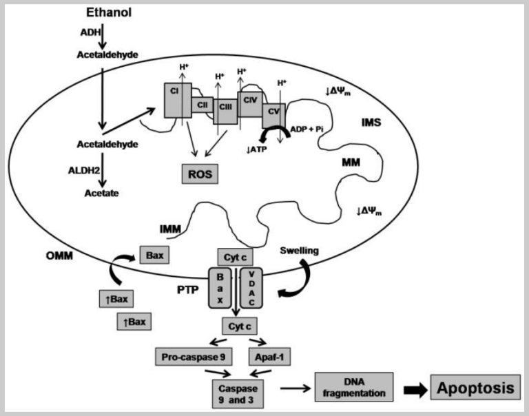 Alcohol's effects on mitochondrial function.