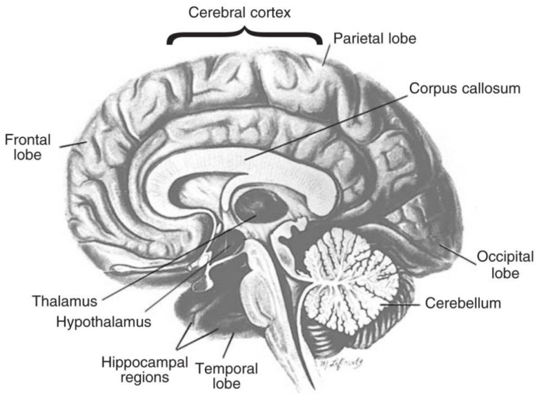 Brain regions vulnerable to addictions.