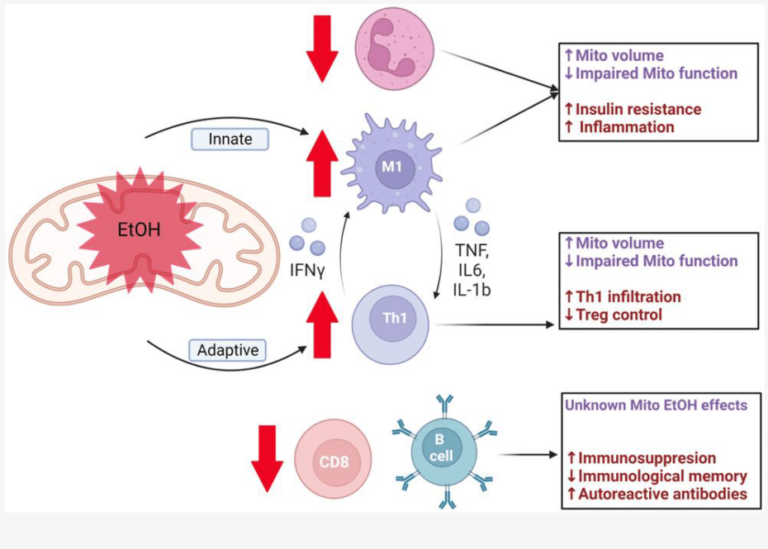 Alcohol-mediated mitochondrial dysfunction leads to cancer development.