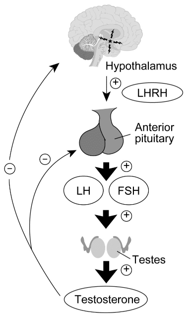 The hypothalamic-pituitary-gonadal axis.