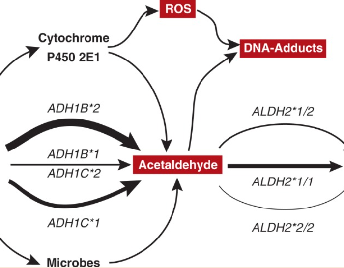 Alcohol metabolism