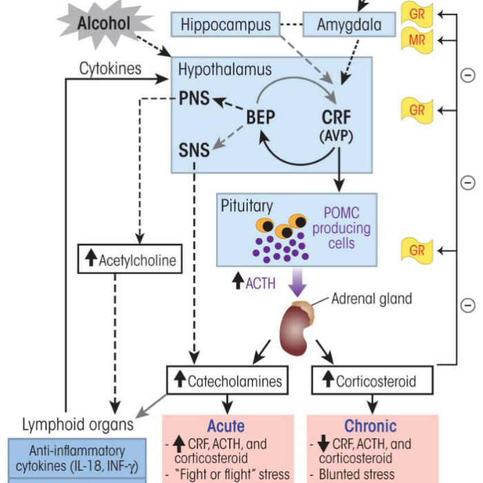 Alcohol’s effects on the hypothalamic–pituitary–adrenal (HPA) axis and the stress response.