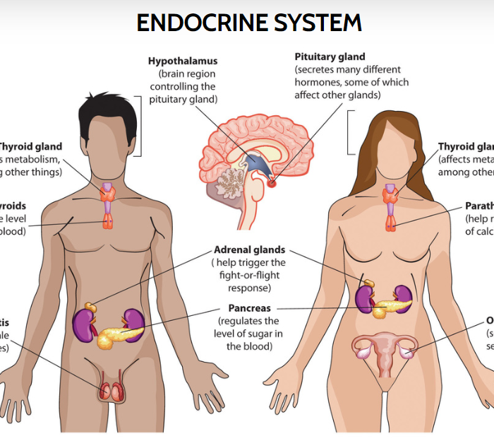 Endocrine system