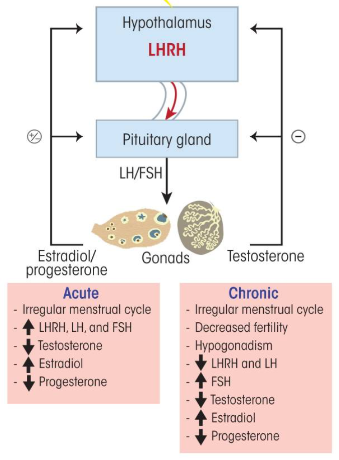 Alcohol’s effects on the hypothalamic–pituitary–gonadal (HPG) axis.